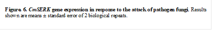 Figure. 6. CmSERK gene expression in response to the attack of pathogen fungi. Results shown are means ± standard error of 2 biological repeats. 

apex with disease symptoms
